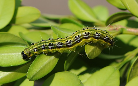 larva de Cydalima perspectalis, nueva plaga invasora en Galicia